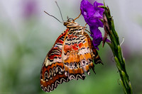 Lacewing Butterfly 1