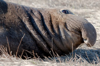 Ano Nuevo Male Elephant Seal 01