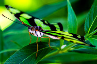 Malachite Butterfly 2