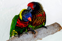 Lorikeet, Brush Tongued Parrot 2