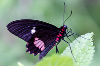 Rosina Butterfly 1