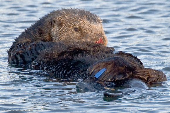 Moss Landing Otter 01