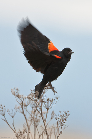 Red Winged Black Bird 3