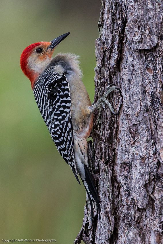 Red-Bellied Woodpecker 1