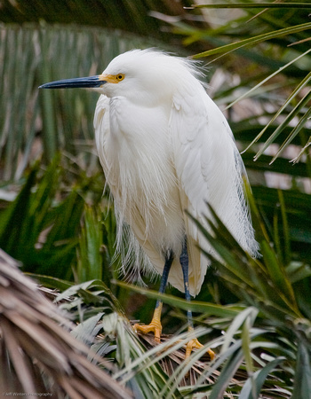 Snowy Egret 1