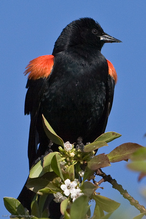 Red Winged Black Bird 2