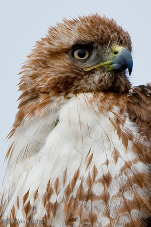 Red-Shouldered Hawk 2