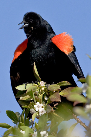Red Winged Black Bird 1
