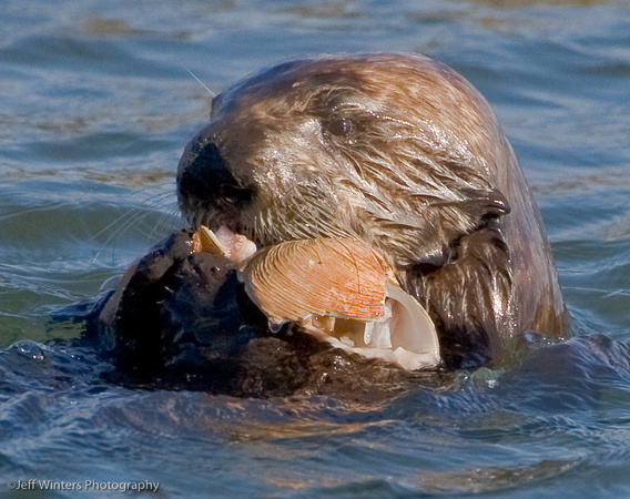 Moss Landing Otter 03