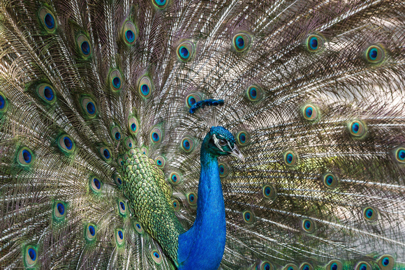 Male Peacock 1