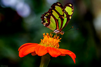 Malachite Butterfly 1